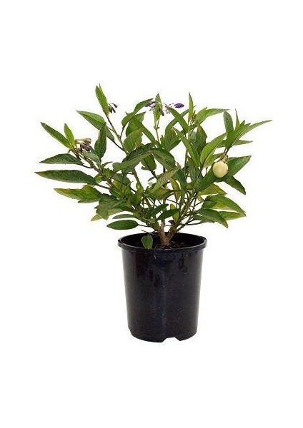 Ağaö Kavunu Pepino Fidanı 10-20 cm