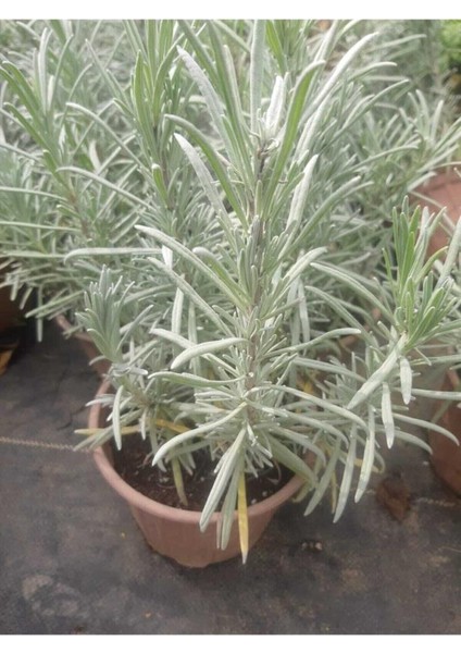 Saksılı Lavanta Fidanı 10-20 cm