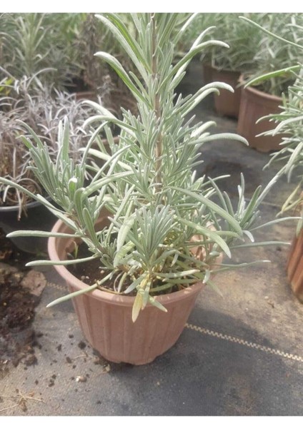 Saksılı Lavanta Fidanı 10-20 cm fiyatları