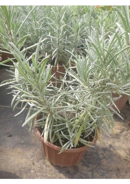 Saksılı Lavanta Fidanı 10-20 cm modelleri