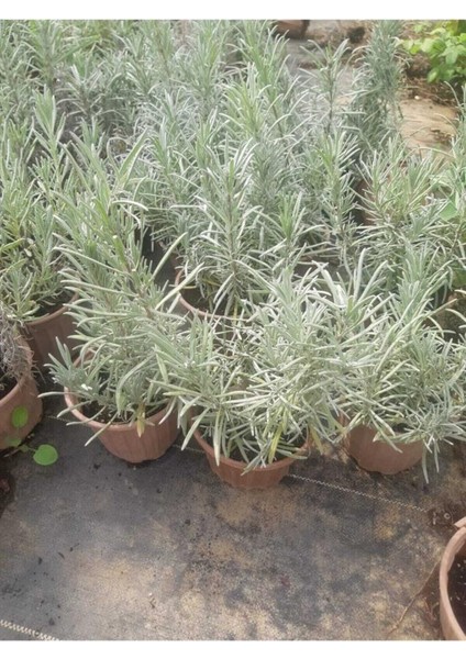 Saksılı Lavanta Fidanı 10-20 cm fırsatları