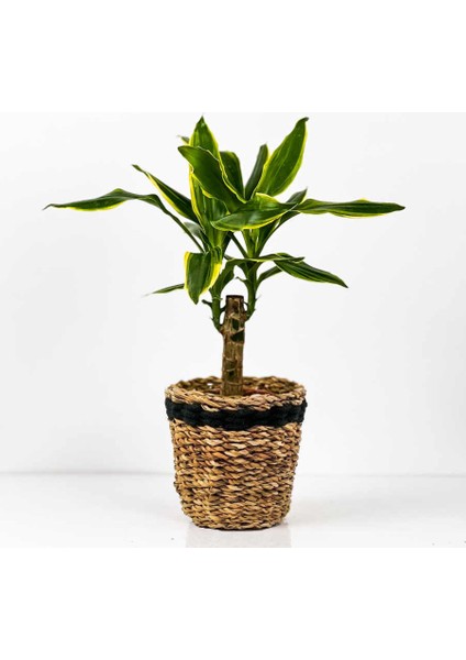 Dracaena Fragrans Gold Tek Gövdeli Lanesse Siyah Hasır Saksılı 40-60 cm