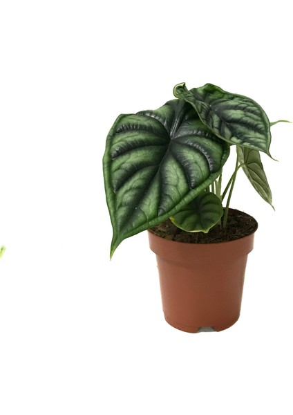 - Alocasia Baginda 'dragon Scale' (Fil Kulağı)
