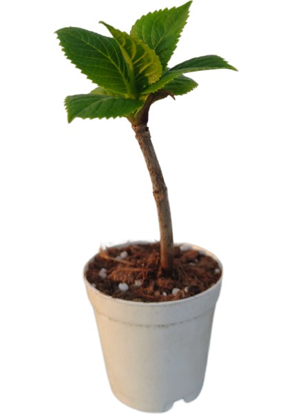 Mini Ortanca Çiçeği (5-10 Cm)1 Adet Saksılı