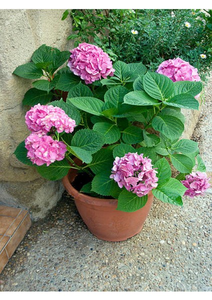 Mini Ortanca Çiçeği (5-10 Cm)1 Adet Saksılı fiyatları