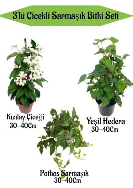 Kızılay Çiçeği+ Hedera Helix+ Potos Sarmaşığı