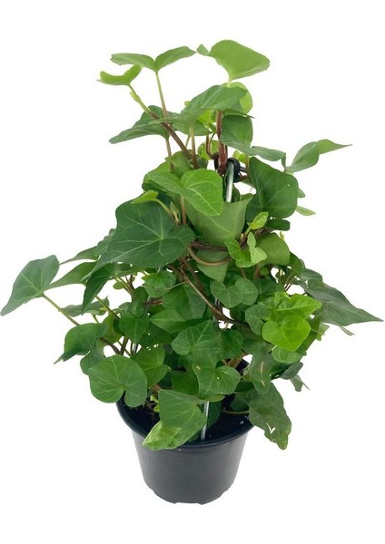 Kızılay Çiçeği+ Hedera Helix+ Potos Sarmaşığı
