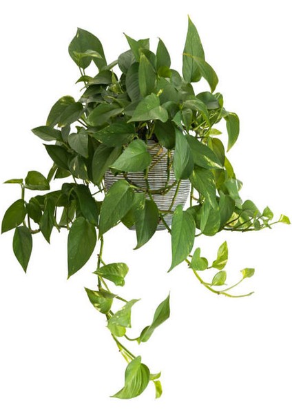 Kızılay Çiçeği+ Hedera Helix+ Potos Sarmaşığı