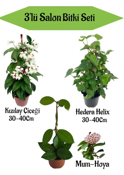Kızılay Çiçeği+ Hedera Helix+ Mum Çiçeği