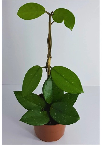 Kızılay Çiçeği+ Hedera Helix+ Mum Çiçeği fırsatları