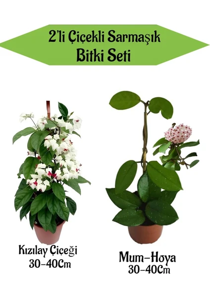 Bitkim Sende 2'li Set Kızılay Çiçeği+ Mum ( Hoya) Çiçeği