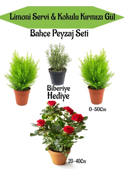Bahçe Seti 2 Adet Limoni Servi Fidanı+ 1 Adet Kırmzı Gül Fidanı+ Biberiye