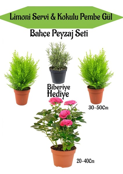 Bahçe Peyzaj Seti 2 Adet Limoni Servi Fidanı+1 Adet Pembe Gül+ Biberiye