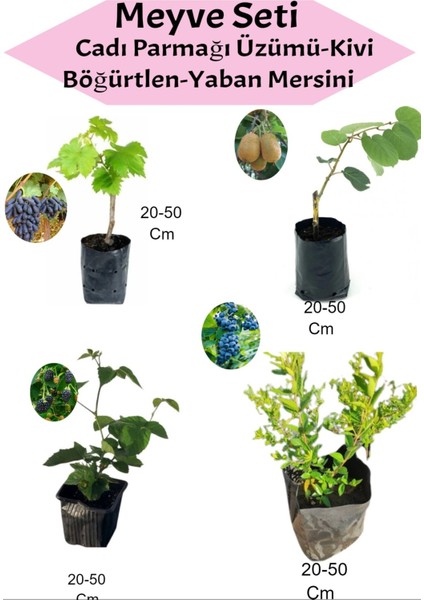 4'lü Set Cadı Parmağı Üzümü+Kivi+Böğürtlen+Yaban Mersini Fidanı