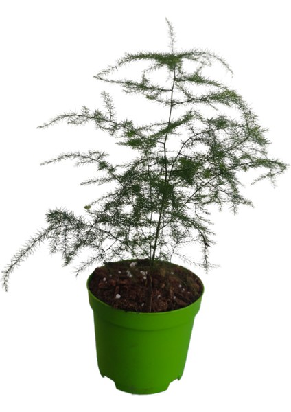 3'lü Set 2 Adet Japon Şemsiyesi+ 1 Adet Tül (5-10 Cm) Salon Bitkisi