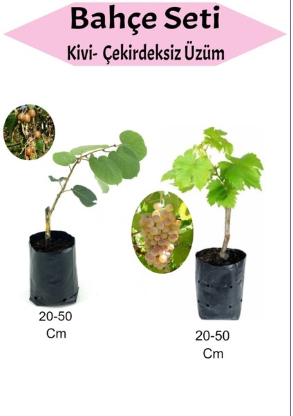 2'li Set Kivi+ Çekirdeksiz Sarı Üzüm Fidanı