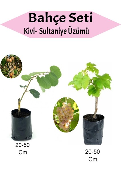 2' Li Meyve Seti Kivi Fidanı+Sultaniye Üzüm Fidanı