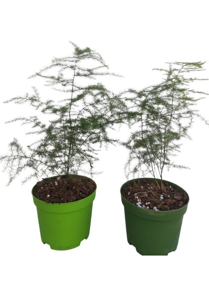 2'li Set Mini Tül Saksılı Salon Bitkisi