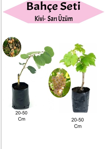 2'li Set Kivi+ Sarı Üzüm Fidesi