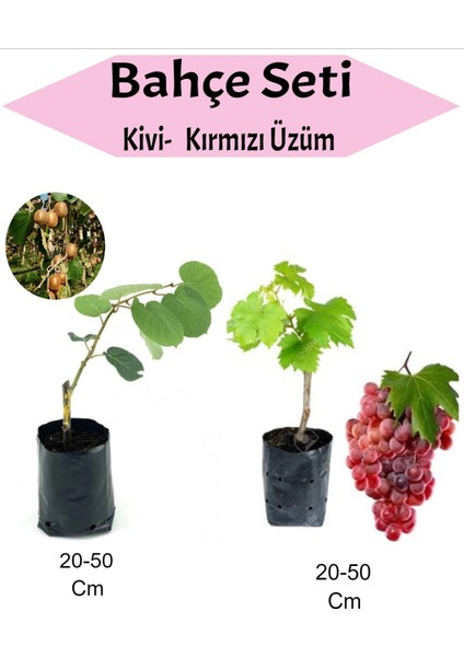 2'li Set Kivi Fidanı+ Kımızı Üzüm Fidanı