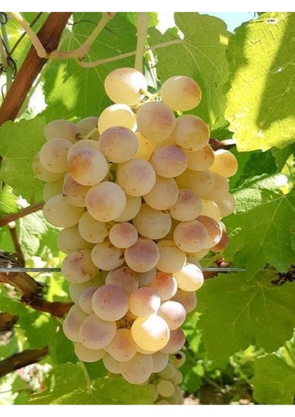 2' Li Meyve Seti Kivi Fidanı+Sultaniye Üzüm Fidanı indirimleri