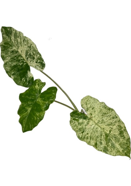 Alocasia Macrorrhiza 'camouflage' (Fil Kulağı) fiyatları