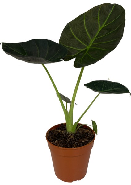 Alocasia 'Regal Shield' (Fil Kulağı)