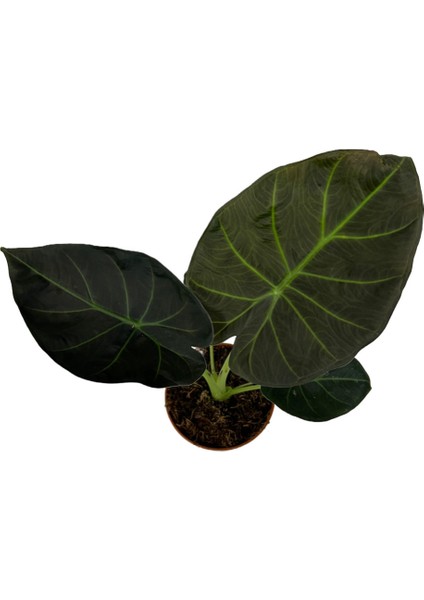 Alocasia 'Regal Shield' (Fil Kulağı)