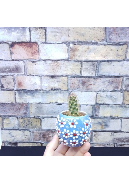 Papatya Desen Mini Çini Saksılar,6 Model,kaktüs modelleri