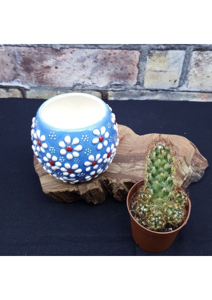 Papatya Desen Mini Çini Saksılar,6 Model,kaktüs fırsatları