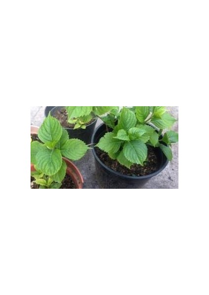 Pembe Ortanca Çiçeği Fidanı 10-20 cm
