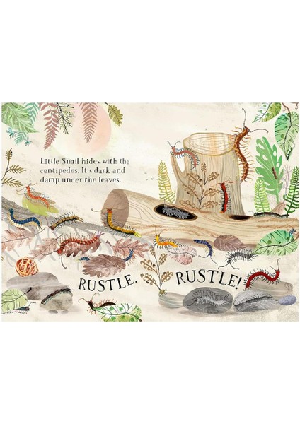 Little Snail's Book of Bugs - Yuval Zommer