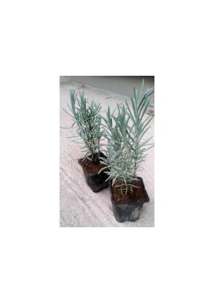 Lavanta Fidanı 10 Adet 15-25 cm Intermedia N11.29698