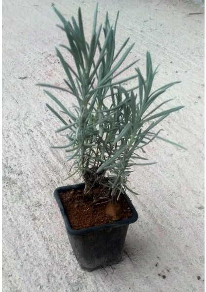 Lavanta Çiçeği Fidanı 20 - 30 cm