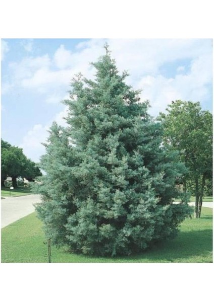 Cupressus Arizonica Mavi Servi Selvi Fidanı 15-25 cm fiyatları