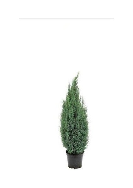 Cupressus Arizonica Mavi Servi Selvi Fidanı 15-25 cm modelleri