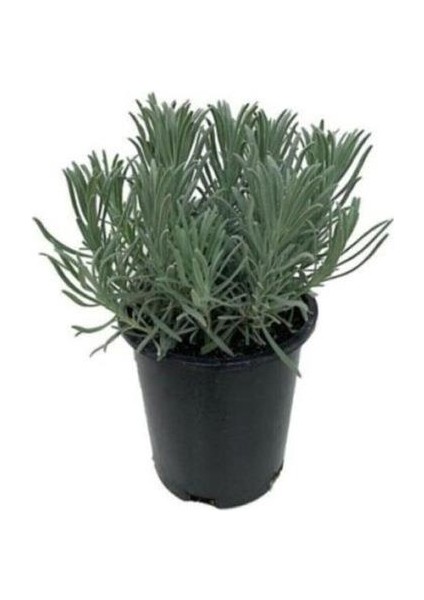 1 Yaş 10-20 cm Saksıda Lavanta Fidanı