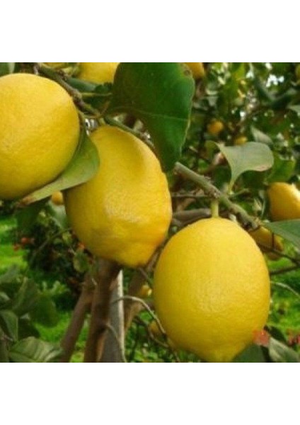 Dev Meyveli Extra Jumbo Tüplü Limon Fidanı