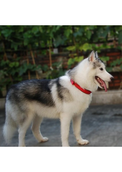 Kırmızı Katı Tarzı Xl Beden Köpek Tasması Naylon Yastıklı Yansıtıcı Yaka Pet Büyük Köpekler Için Ayarlanabilir Açık Rahat Kolye Pitbull Collier Chien (Yurt Dışından) modelleri
