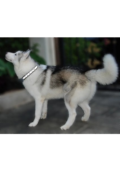 Mavi Yansıtıcı Stil Xxxl Köpek Tasması Naylon Yastıklı Yansıtıcı Yaka Pet Büyük Köpekler Için Ayarlanabilir Açık Rahat Kolye Pitbull Collier Chien (Yurt Dışından) fırsatları