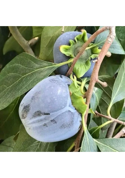 Berke Fidancılık Özel Tür Tüplü ve Aşılı Black (Siyah) Trabzon Hurma Fidanı (Diospyros Kaki L.) Özellikleri