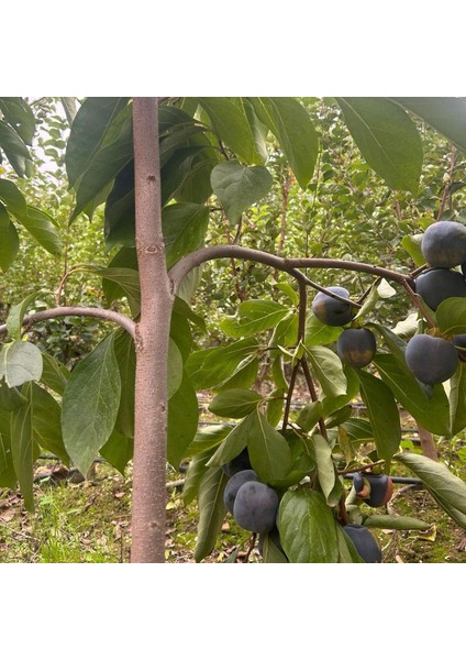 Özel Tür Tüplü ve Aşılı Black (Siyah) Trabzon Hurma Fidanı (Diospyros Kaki L.) Özellikleri modelleri