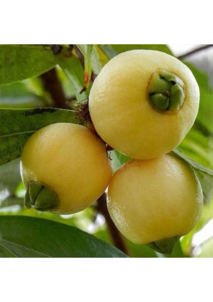 Tropik Tür Rose Apple Meyve Fidanı Özellikleri
