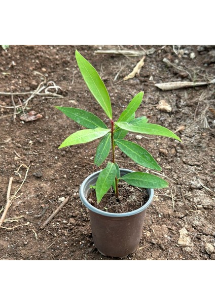 Tropik Tür Rose Apple Meyve Fidanı Özellikleri