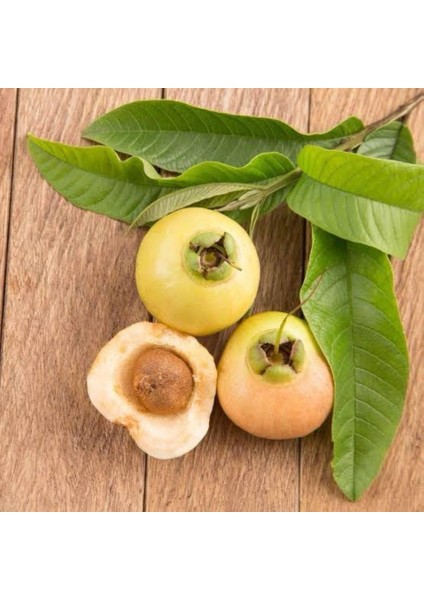 Tropik Tür Rose Apple Meyve Fidanı Özellikleri