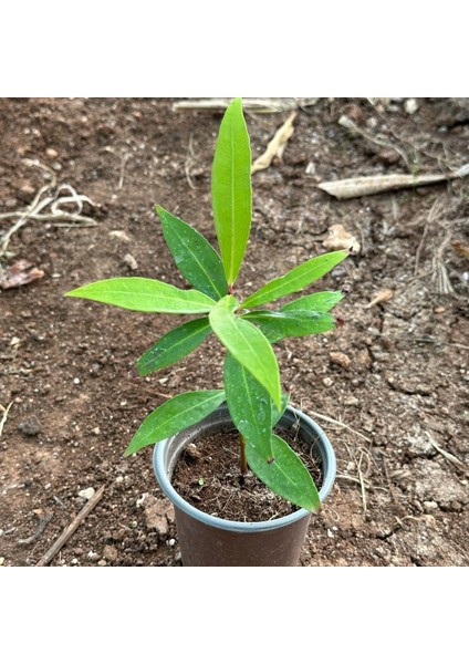 Tropik Tür Rose Apple Meyve Fidanı Özellikleri