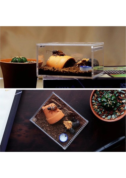 Yatay Stil Akrilik Teraryum Sürüngen Böcek Tarantula Muhafaza Tankı Salyangoz Örümcek Habitat Omurgasızlar Yetiştiriciliği Besleme Kutusu, 4 "x3.2" X2.4" (Yurt Dışından) fırsatları