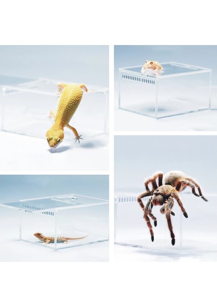 Yatay Stil Akrilik Teraryum Sürüngen Böcek Tarantula Muhafaza Tankı Salyangoz Örümcek Habitat Omurgasızlar Yetiştiriciliği Besleme Kutusu, 4 "x3.2" X2.4" (Yurt Dışından) indirimleri