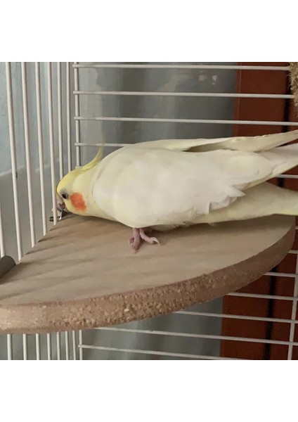 15CM Tarzı Et Kuş Papağan Ahşap Platform Standı Raf Oyuncak Hamster Şube Toyzes Istasyonu Hamster Papağan Tahtada Duruyor (Yurt Dışından)