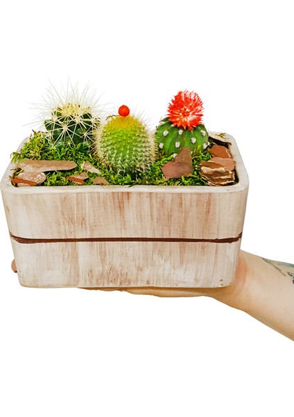 Flower Kaktüs & Beton Saksıda Dayanıklı Bakımı Kolay Kaktus Canli Cicek Tasarımı Çiçek fiyatları